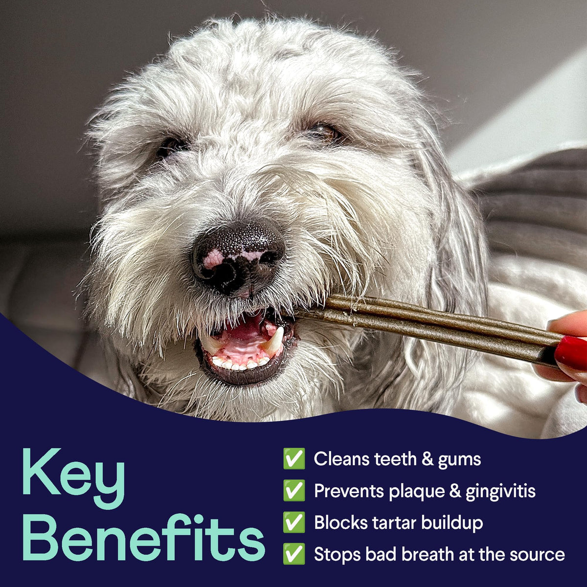 Dental Chews for Dogs 25+ lbs V1303